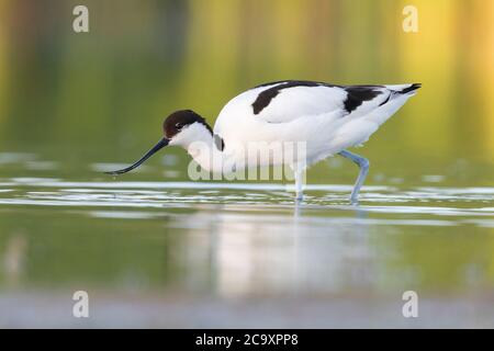 Pied Avocet (Recurvirostra avosetta), Seitenansicht eines Erwachsenen, der in einem Sumpf ernährt, Kampanien, Italien Stockfoto