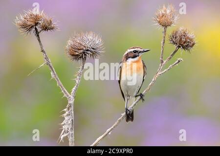 Whinchat (Saxicola rubetra), erwachsenes Männchen, das auf einer toten Distel thront, Abruzzen, Italien Stockfoto