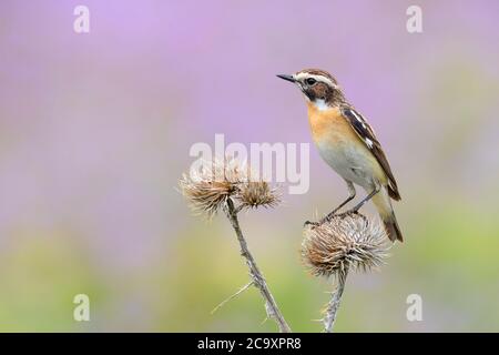 Whinchat (Saxicola rubetra), erwachsenes Männchen, das auf einer toten Distel thront, Abruzzen, Italien Stockfoto