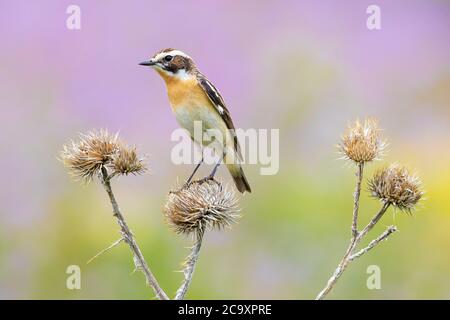 Whinchat (Saxicola rubetra), erwachsenes Männchen, das auf einer toten Distel thront, Abruzzen, Italien Stockfoto