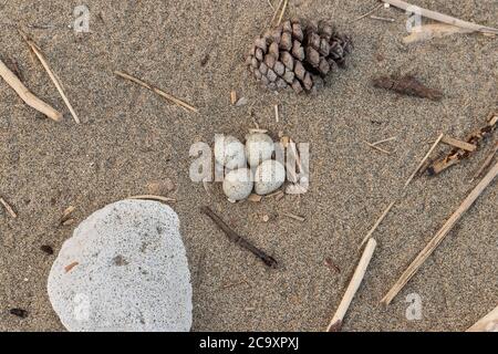 Nest des kleinen Ringelpfeifer (Charadius dubius), Nahaufnahme eines Nestes mit vier Eiern, Kampanien, Italien Stockfoto