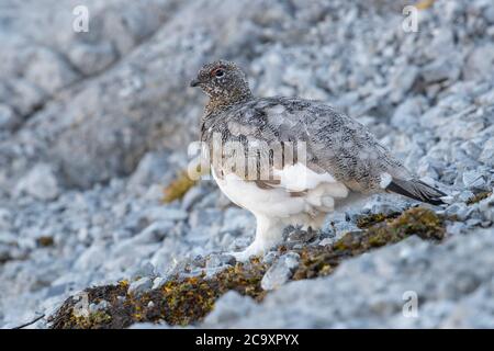 Felsenptarmigan (Lagopus muta), in seinem typischen Lebensraum erwachsen, Trentino-Südtirol, Italien Stockfoto