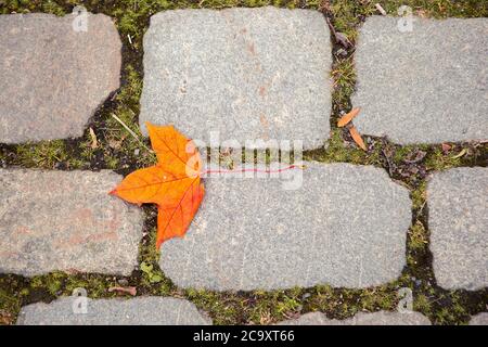 Herbst gefallene Blätter auf Pflastersteinen Stockfoto