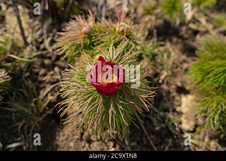 Schöne Blume Voronets auf den Hügeln des Nordkaukasus Blüht im April Stockfoto