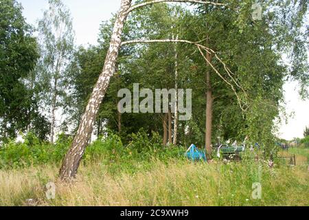 Alter Friedhof in Weißrussland. Birkenstamm und Kreuz auf dem Grab. Sommer Stockfoto