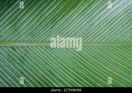 Bananenblatt Textur Nahaufnahme. Stockfoto