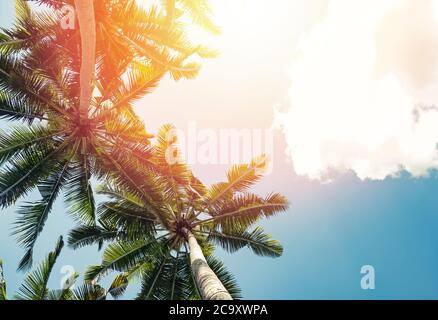 Tropische Palmen auf dem Hintergrund des Himmels Stockfoto