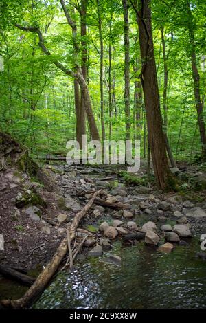 Idyllischer Vollformat-Waldbach bei Tageslicht. Grüner Waldhintergrund und bunte Steine und Bach sorgen für unterschiedliche Texturen. Stockfoto