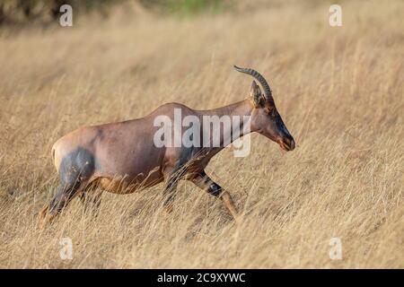 Topi im Grasland, Damaliscus lunatus, Maasai Mara National Reserve, Kenia, Afrika Stockfoto