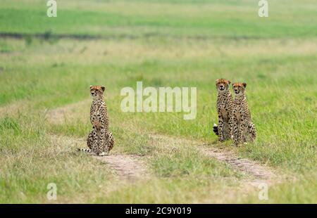 Cheetah Malaika mit Cubs, Acinonyx jubatus, Maasai Mara National Reserve, Kenia, Afrika Stockfoto