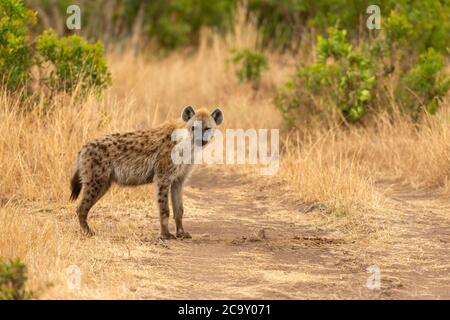 Spotted Hyena, Crocuta crocuta, Maasai Mara National Reserve, Kenia, Afrika Stockfoto