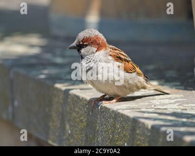 Single Male House Sparrow sitzt auf der Steinmauer über dem Teich im Stadtpark. Unscharfer Hintergrund. Stockfoto