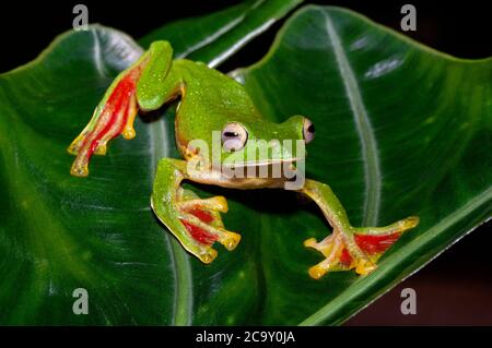 Malabar Gleitfrosch auf Blatt, Rhacophorus malabaricus, Amboli, Indien Stockfoto