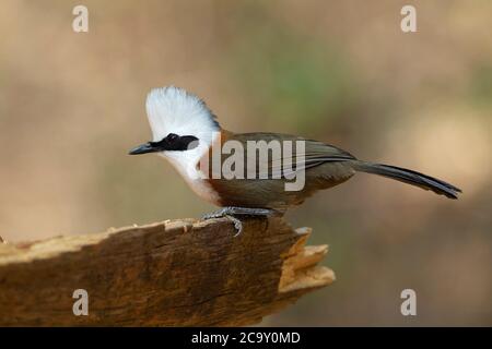 Weiße Haube Lachdrossel Nahaufnahme, Garrulax leucolophus, Sattal, Indien Stockfoto