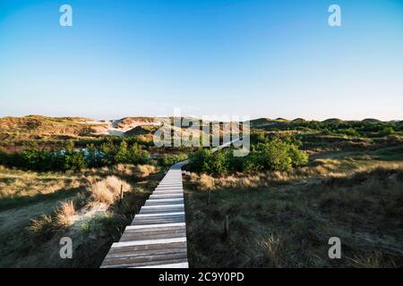 Verlassene Holzpromenade, die durch die Dünenvegetation in Richtung eines blauen Himmels führt, in einer stimmungsvollen Tageslichtlandschaft auf Amrum, Nordfriesische Insel Stockfoto