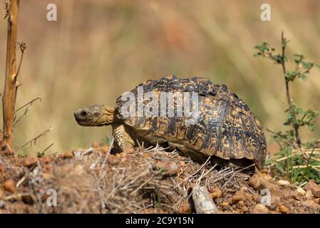 Leopardschildkröte, Stigmochelys pardalis, einziges Mitglied der Gattung Stigmochelys, Maasai Mara National Reserve, Afrika Stockfoto