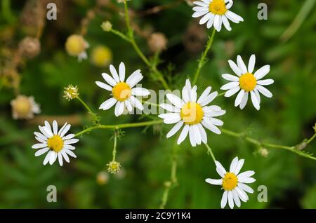 Matricaria chamomilla, Blumen bekannt als wilde Kamille oder Mayweed, Deutschland, Westeuropa Stockfoto