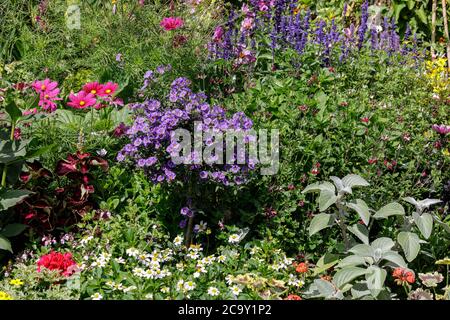 Farbenfrohe helle Gartenblumen im Sommer, London, England, Großbritannien Stockfoto