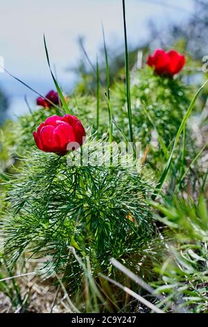 LOMAC blüht auf den Hängen des Nordkaukasus in Russland Stockfoto