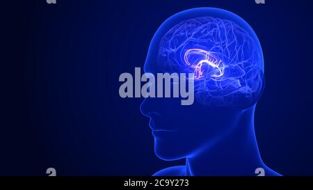 Hirnanatomie - Limbisches System. 3d-Rendering Stockfoto