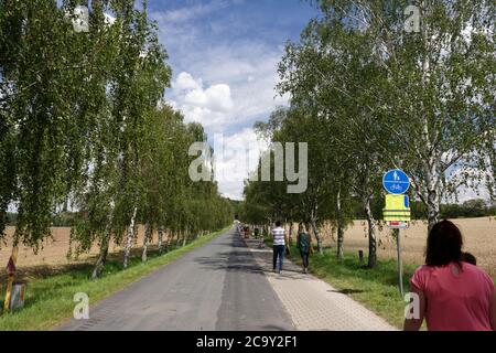 Sonnenblumen auf einem Feld Stockfoto