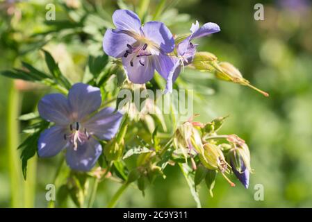 Geranium pratense, Wiesenkran-Schnabel Blumen in Wiese Nahaufnahme selektiver Fokus Stockfoto