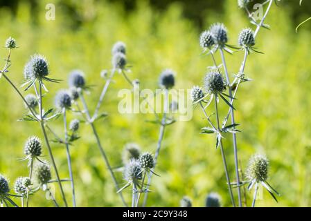 Cirsium vulgare, Speer Distel Blumen in Wiese Makro selektiven Fokus Stockfoto