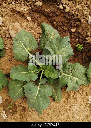 Dies ist ein Bild von mittelgroßen Brokkoli, die organisch und natürlich ist. Stockfoto