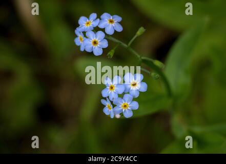 Die zarten, puderblauen Blüten des Feldes Vergiss-mich-nicht ist in Hecken und an den Rändern von Ackerland verbreitet. Stockfoto