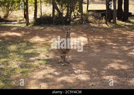 Wildes Känguru in Australien Stockfoto