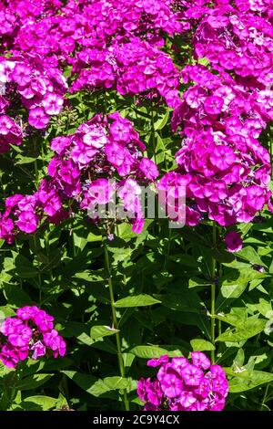 Phlox Peacock Neon Purple Hardy mehrjährige Pflanze Stockfoto