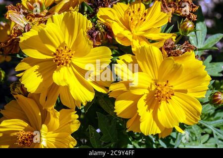 Cosmos Cosmic Yellow Stockfoto