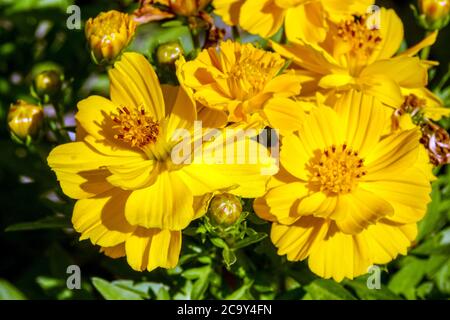 Gewöhnlicher Kosmos 'Cosmic Yellow' Blumen Cosmos sulfureus 'Cosmic Yellow' Schwefelkosmos Stockfoto