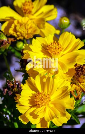 Cosmos Cosmic Yellow Stockfoto