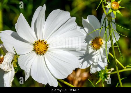 Cosmos bipinnatus 'Purity' Mexican Aster White Cosmos 'Purity' Stockfoto