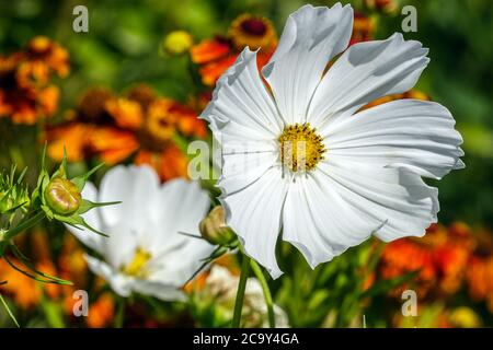 Weiße Cosmos bipinnatus 'Reinheit' Cosmos Blume Stockfoto