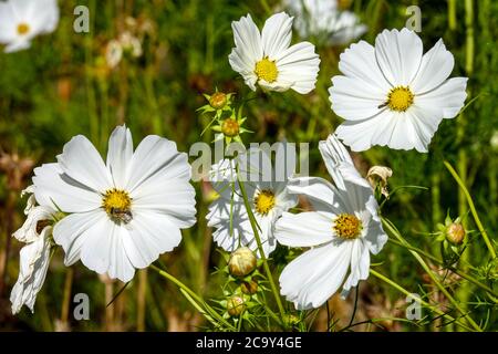 Cosmos bipinnatus 'Purity' winterharte einjährige Blüten Stockfoto