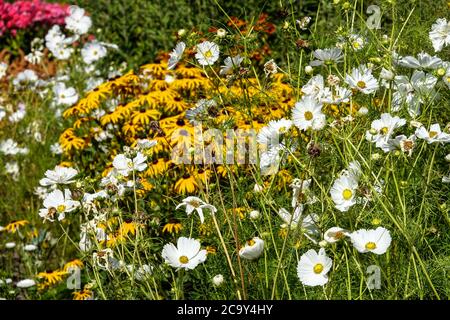 Cosmos bipinnatus „Reinheit“ im Blumenbeet Cosmos Bettwäsche Stockfoto