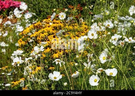 COSMOS bipinnatus 'Reinheit' im Blumenbeet Cosmos-Bettzeug mehrfarbige Blüten Stockfoto