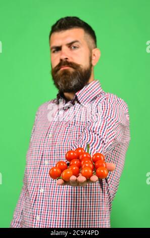 Guy hält selbst gewachsene Ernte. Landwirtschaft und Herbstkonzept. Mann mit Bart hält eine Handvoll roter Beeren isoliert auf grünem Hintergrund. Landwirt mit Stolz f Stockfoto