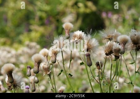 Nahaufnahme des cirsium arvense oder der schleichenden Distel. Stockfoto