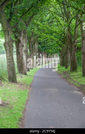 Rund um das Vereinigte Königreich - Allee der Bäume, die zum Avenham Park Preston führt Stockfoto