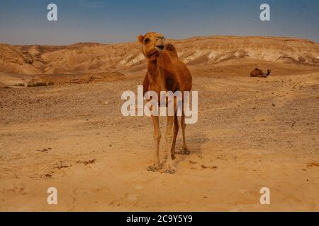 Kamel in der Wüste in Israel, Negev Stockfoto