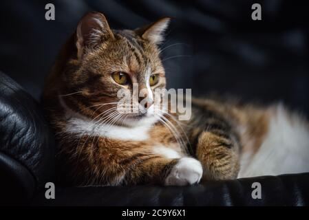 Nahaufnahme einer europäischen Kurzhaarkatze, die auf einem liegt Schwarze Ledercouch Stockfoto