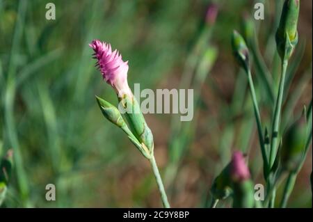 Kleine leuchtend rosa Nelkenknospe in der Mitte auf einem verschwommenen Hintergrund. Blumenhintergrund. Eine Blume auf einem Hintergrund von Grün Stockfoto