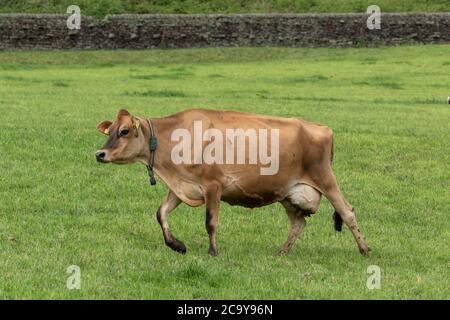 Eine Single-Jersey-Kuh, die auf einer Yorkshire Farm in England über ein Feld läuft. Stockfoto