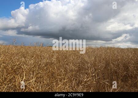 Yorkshire Wolds, England. Eine unentdeckte Region Stockfoto