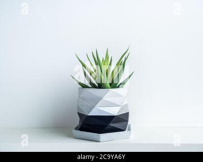 Grüne Sukkulente Pflanze in modernen geometrischen Beton Blumentopf auf weißem Regal isoliert auf weißem Wandhintergrund. Schöne schwarz-silberne Farbe bemalt Stockfoto