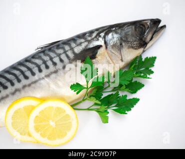 Makrele Fisch auf weißem Hintergrund Stockfoto