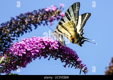 Seltener Schwalbenschwanz Schmetterling Iphiclides podalirius auf Buddleja Schmetterlingsbusch Buddleja davidii Blume Sommer Flieder Schmetterlingsfütterung, großer Insektenhimmel Stockfoto